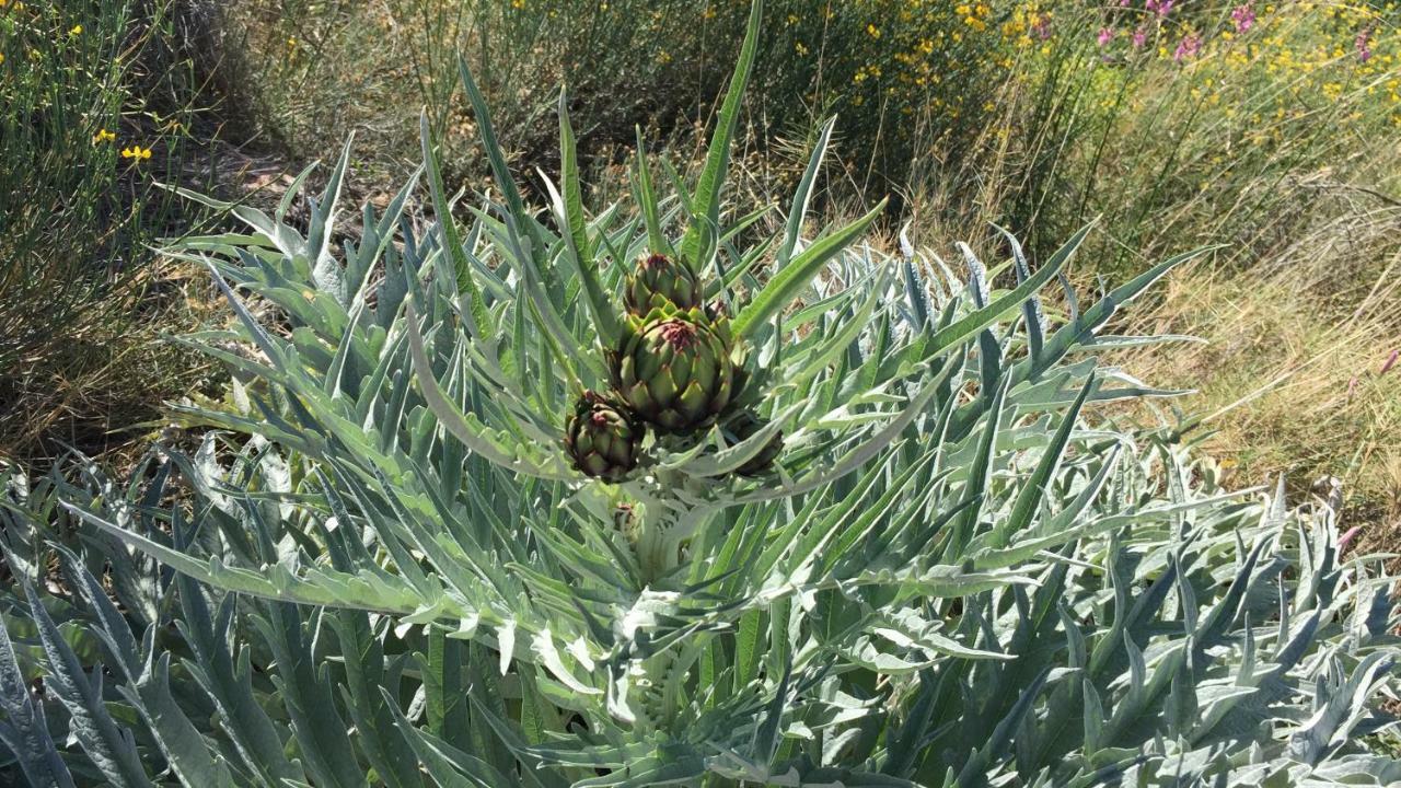 La Yurta Naranja Ξενοδοχείο Finestrat Εξωτερικό φωτογραφία
